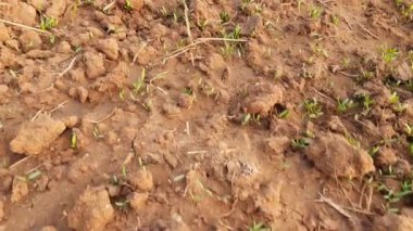 Az önce bahçede ıspanak sebzesi filizlendirdim. Yeşil bir bitki. İnsanlar için besleyici bir diyet. En çok yeşilliklerde tercih edilir. İçinde birçok vitamin bulunur. Sebzeleri, ıspanak peyniri gibi sebzelerle harikadır..