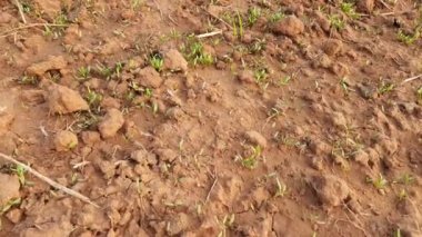 Az önce bahçede ıspanak sebzesi filizlendirdim. Yeşil bir bitki. İnsanlar için besleyici bir diyet. En çok yeşilliklerde tercih edilir. İçinde birçok vitamin bulunur. Sebzeleri, ıspanak peyniri gibi sebzelerle harikadır..