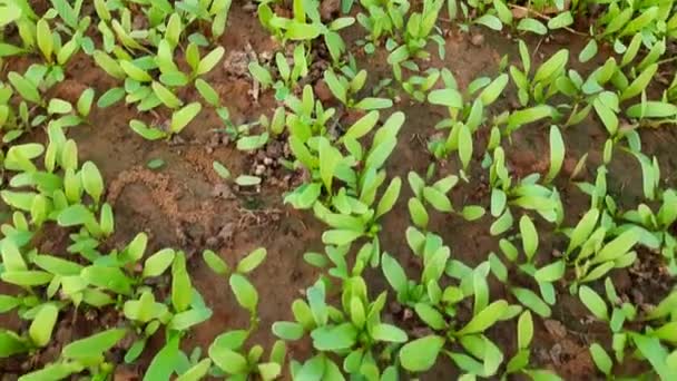 Jetzt Spinatgemüse Garten Keimen Lassen Blattgrüne Pflanze Eine Nahrhafte Ernährung — Stockvideo