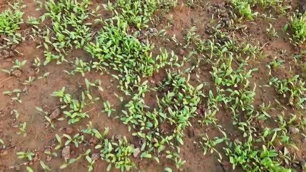 Právě Teď Klíčí Špenátovou Zeleninu Zahradě Rostlina Aleafygreen Výživná Strava — Stock video