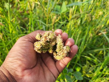 Eleusine coracana veya parmak darı bitkileri. Hindistan 'da Ragi ve Madua ve Nepal' de Kodo olarak adlandırılır. Yıllık otçul bitkidir. Afrika ve Asya 'da yaygın olarak mısır gevreği olarak yetişir..