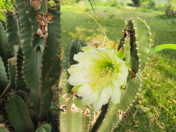 Fleurs Cactus Blanc Dans Désert Est Une Plante Désert Avec — Photo