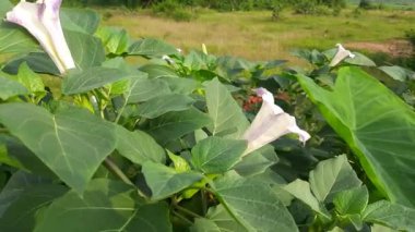 Çiçekli Datura bitkisi. Diğer adları da dikenler, tatarcık otları, şeytan trompetleri, ay çiçeği, şeytan otu ve stramonyum. Hindular bunu Lord Shiva 'ya sunuyor. Ayurvedic ilaçlarda çok kullanılır..