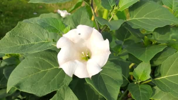 Datura Plante Avec Des Fleurs Ses Autres Noms Sont Thornapple — Video