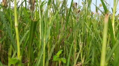 Eleusine coracana veya parmak darı bitkileri. Hindistan 'da Ragi ve Madua ve Nepal' de Kodo olarak adlandırılır. Yıllık otçul bitkidir. Afrika ve Asya 'da yaygın olarak mısır gevreği olarak yetişir..