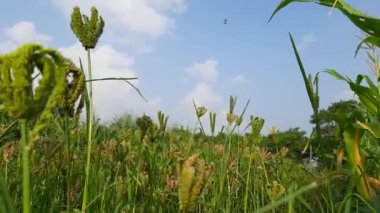 Eleusine coracana veya parmak darı bitkileri. Hindistan 'da Ragi ve Madua ve Nepal' de Kodo olarak adlandırılır. Yıllık otçul bitkidir. Afrika ve Asya 'da yaygın olarak mısır gevreği olarak yetişir..
