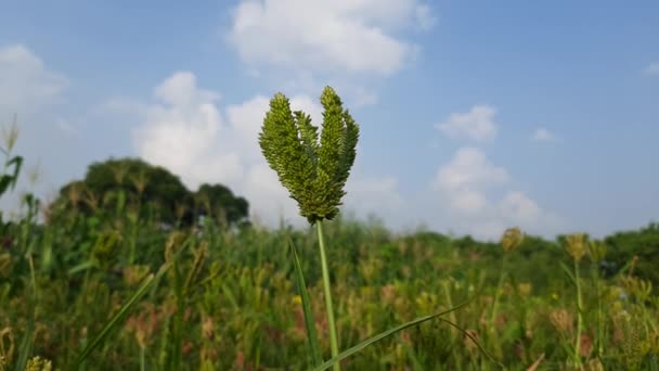 Eleusine Coracana Piante Miglio Dito Chiama Ragi Madua India Kodo — Video Stock