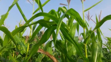 Mısır Mısır Tarımı Doğa Alanı. Mavi gökyüzüne karşı yeşil mısır tarlası, tarım ürünleri, mısır koçanları. Mısır tarlası. Mısır aynı zamanda mısır olarak da bilinir. Mısır Tarlası Kırsal Çiftliği. Yeşil Mısır Mısır Mısır Bitkileri . 