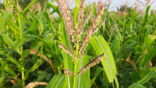 Kukorica Kukorica Mezőgazdaság Természetvédelmi Terület Zöld Kukoricamező Kék Ellen Mezőgazdasági — Stock videók