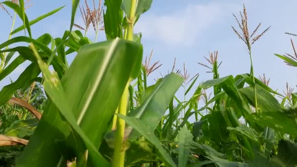 Mais Mais Agricoltura Natura Campo Campo Mais Verde Contro Cielo — Video Stock