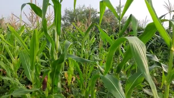 Corn Maize Agriculture Nature Field Green Corn Field Blue Sky — Stock Video