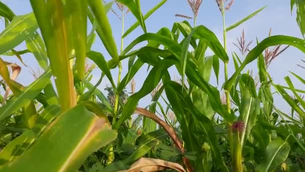 Сельское Хозяйство Кукурузы Зеленое Кукурузное Поле Против Голубого Неба Сельскохозяйственных — стоковое видео