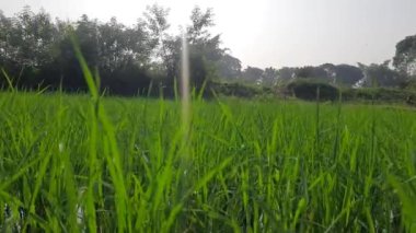 Büyük bir çeltik tarlası. pirinç tarlaları çeltik yeşili tarım arazileri. Kırsal kesimde pirinç dolu pirinç tarlaları. Yeşil pirinç tarlasını kapatın..