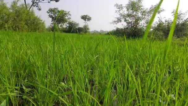 Large Paddy Field Rice Fields Paddy Green Farmland Landscape Rice — Stock Video