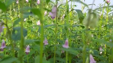 Sesame plant with flowers. It is aflowering plantin the genusSesamum. Its other names benne and Sesamum indicum. It is cultivated from seeds. Oil and sweets are made from its seeds.