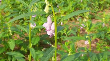 Sesame plant with flowers. It is aflowering plantin the genusSesamum. Its other names benne and Sesamum indicum. It is cultivated from seeds. Oil and sweets are made from its seeds.