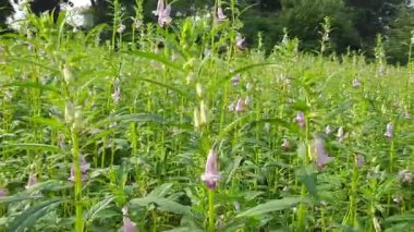 Sesame plant with flowers. It is aflowering plantin the genusSesamum. Its other names benne and Sesamum indicum. It is cultivated from seeds. Oil and sweets are made from its seeds.