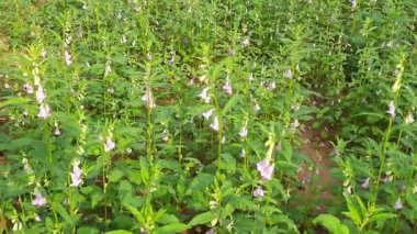 Sesame plant with flowers. It is aflowering plantin the genusSesamum. Its other names benne and Sesamum indicum. It is cultivated from seeds. Oil and sweets are made from its seeds.