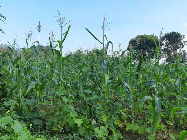 Corn Maize Agriculture Nature Field. Green corn field against blue sky, agricultural crop, corn cobs. corn plantation. Maize also known as corn. Corn Field Rural Farm. Green Corn Maize Plants .