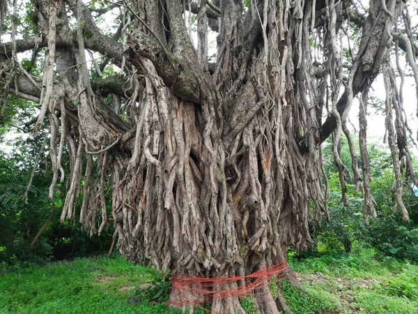 Giant Banyan Tree Tree Life Amazing Banyan Tree Banyan Also — Stock Fotó