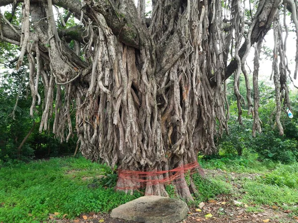 Giant banyan tree. Tree of Life, Amazing Banyan Tree. A banyan, also spelle banian is a fig that begins its life as an epiphyte a plant that grows on another plant. Banyan is a national tree of India.