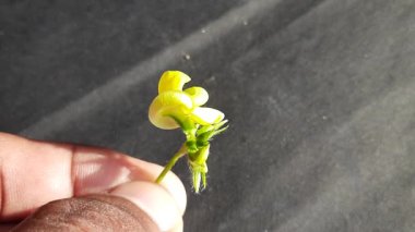 Siyah arka planda Vigna mungo çiçeği. Diğer isimleri siyah gram, urad fasülyesi, püre kalai, uzhunnu parippu, ulundu paruppu, minapa pappu ve Uddu. Bu fasulye Hindistan ve Güney Asya 'da yetişmiş..