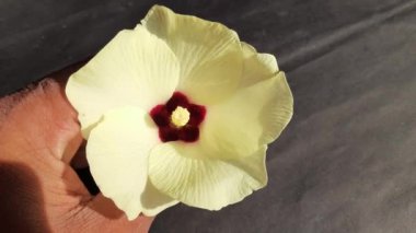 Bamya ya ya da kadın parmakları siyah arka planda çiçek açar. Bamya, Abelmoschus esculentus, diğer kadınların parmak uçlarında bilinir. Sebzelerle beslenir. sebze çiçeği.