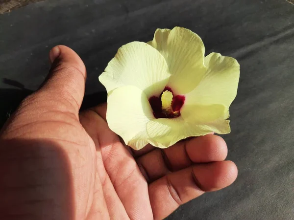 Bamya Kadın Parmakları Siyah Arka Planda Çiçek Açar Bamya Abelmoschus — Stok fotoğraf