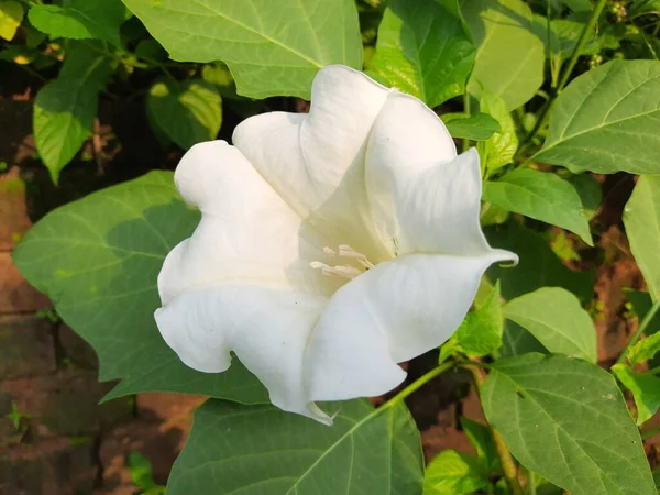 Çiçekli Datura Bitkisi Diğer Adları Dikenler Tatarcık Otları Şeytan Trompetleri — Stok fotoğraf