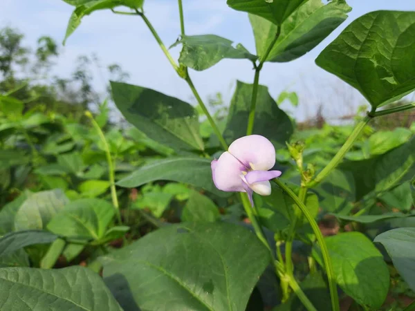 Cowpea plant flower in vegetable garden. Flower of long bean. Purple flower of Cowpea plant and green leaves in garden. Organic yard long bean.