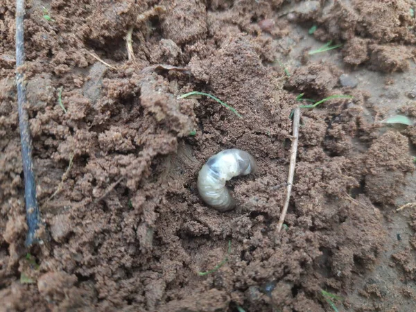 日本のサイの幼虫です 成虫期には幼虫がいます フィールド内の日本のサイ甲虫 — ストック写真