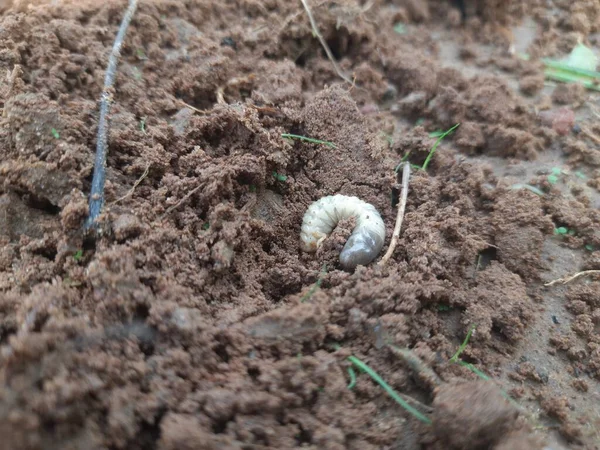 Larva Besouro Rinoceronte Japonês Larva Besouro Rinoceronte Fase Pupal Besouro — Fotografia de Stock