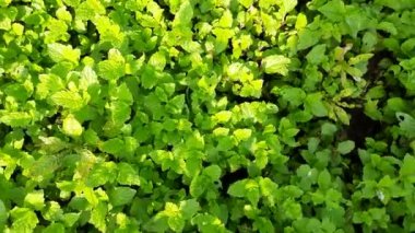 Sebze bahçesinde nane yaprakları. Nane, Mentha cinsine ait uzun ömürlü aromatik bir bitkidir. Türleri Avrupa, Amerika ve Asya 'da bulunur. Neredeyse her yerde bulunur..