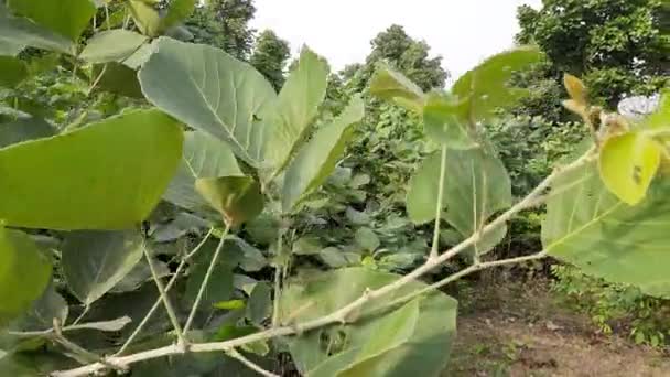 Butea Monosperma 토착종의 나무는 의약품 용됩니다 이름으로는 티크가 — 비디오