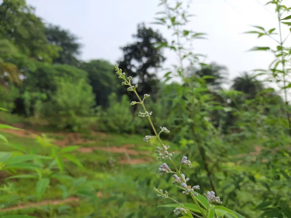 Vitex Negundo Plant Bloem Het Een Andere Naam Chinese Kuise — Stockfoto