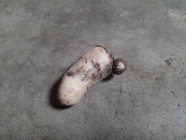 Colocasia sebzesi. Colocasiais Ajansı, Araceae ailesine çiçek açıyor. Diğer adı fil kulaklı, coyam, büyük yapraklı cins, Xanthosoma ve Caladium değil..