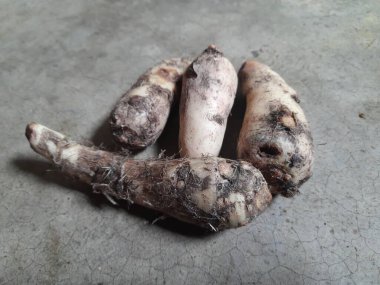 Colocasia sebzesi. Colocasiais Ajansı, Araceae ailesine çiçek açıyor. Diğer adı fil kulaklı, coyam, büyük yapraklı cins, Xanthosoma ve Caladium değil..