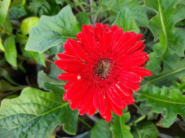 Gerbera çiçeği. Asteraceae familyasındaki bitkiler. Gerbera aynı zamanda Afrika papatyası olarak da bilinir. Popüler bir dekoratif çiçektir. Birçok renkte bulunur..
