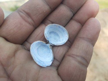 Unio pictorum kabuğu. Unio pictorum ya da ressamın midyesi orta boy taze su midyesinin özellikleridir. Bu anaquaticbivalvemolluskin aile Unionidae, nehir midyeleri.