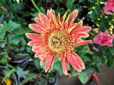 Gerbera çiçeği. Asteraceae familyasındaki bitkiler. Gerbera aynı zamanda Afrika papatyası olarak da bilinir. Popüler bir dekoratif çiçektir. Birçok renkte bulunur..