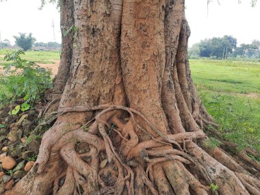 Hindistan 'daki dev Ficus dindarlık ağacı. Diğer adı Bodhi ağacı, pippala ağacı, peepul ağacı ve orashwattha ağacı. Bu ağacın altında Gautama Buda 'nın aydınlandığına inanılan ağaç..