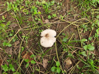 Tarladaki mantarlar. Mantar mantarı dışkısı. Etli, spor taşıyan, meyve veren bir vücut. Tipik olarak toprakta, toprakta ya da besin kaynağında üretilir..