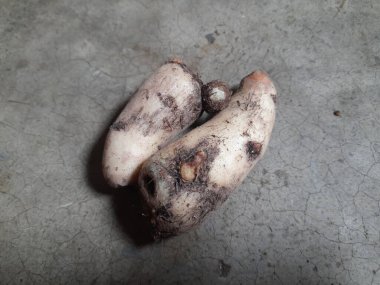 Colocasia sebzesi. Colocasiais Ajansı, Araceae ailesine çiçek açıyor. Diğer adı fil kulaklı, coyam, büyük yapraklı cins, Xanthosoma ve Caladium değil..