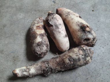 Colocasia sebzesi. Colocasiais Ajansı, Araceae ailesine çiçek açıyor. Diğer adı fil kulaklı, coyam, büyük yapraklı cins, Xanthosoma ve Caladium değil..