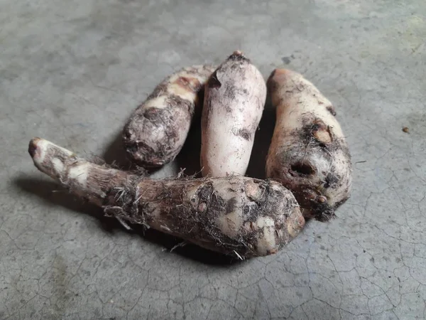 Colocasia sebzesi. Colocasiais Ajansı, Araceae ailesine çiçek açıyor. Diğer adı fil kulaklı, coyam, büyük yapraklı cins, Xanthosoma ve Caladium değil..