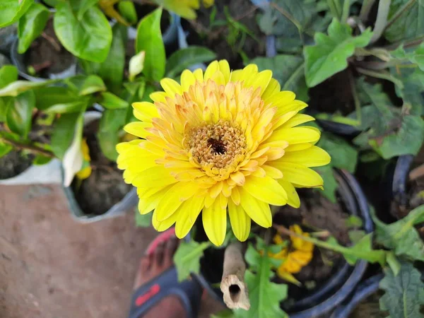 Flor Gerbera Suas Plantas Família Asteraceae Gerbera Também Comumente Conhecida — Fotografia de Stock