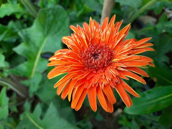 ガーベラの花 アスタリスク科の植物です ゲルベラはアフリカのデイジーとも呼ばれています 人気の装飾花です 多くの色で見られる — ストック写真