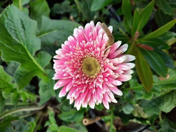 베라의 식물은 테스터 베라는 Theafrican Daisy 알려져 인기있는 꽃이다 색깔로 — 스톡 사진