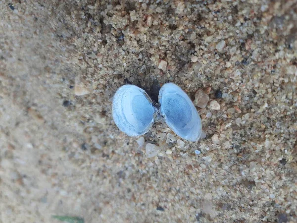 Unio Pictorum Shell Unio Pictorum Painter Mussel Speciesof Medium Size — Φωτογραφία Αρχείου