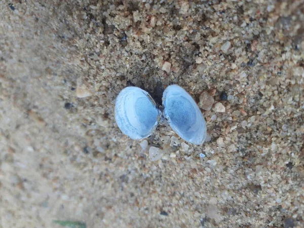 Unio Pictorum Shell Unio Pictorum Neboli Malířská Mušle Součástí Středně — Stock fotografie